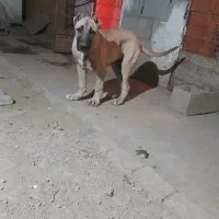 توله سرابی 6ماه