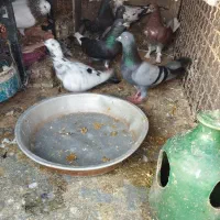 کبوتر پرشی مایل به معاوضه