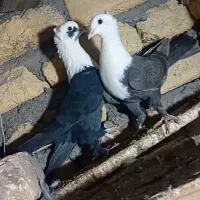 کبوتر کربلایی نرو ماده.      مفت