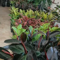 6 مدل فیکوس ارتفاع یک متری کیفیت بالا