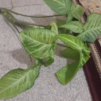 قلمه گل