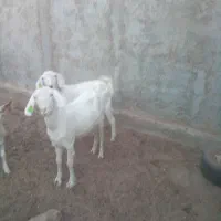 بز از نژاد چهارقلو