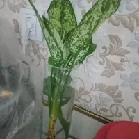 قلمه