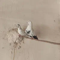 یک جفت کبوتر|پرنده|قم, زنبیل آباد|دیوار