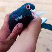 نرماده پلنک