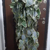 درخچه ایستاده قد ۱۷۰