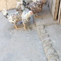 مرغ خروس گلین