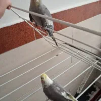 4000000میلیون|پرنده|وحیدیه, |دیوار