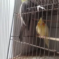 دو جفت عروس هلندی سرحال