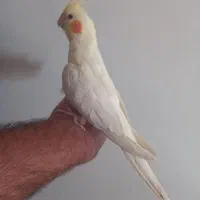 عروس هلندی دستی|پرنده|سامان, |دیوار