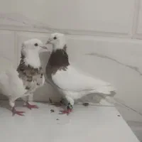 کبوتر طوقی