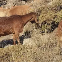 بز و گوسفند|حیوانات مزرعه|مشگین شهر, |دیوار