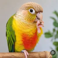 طوطی گرینچیک ایسونوم
