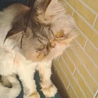 پرشین سوپر فلت