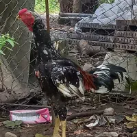 خروس لاری اصیل|حیوانات مزرعه|نشتارود, |دیوار