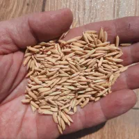 جو هاشمی اصلاح شده