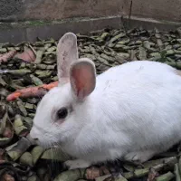 خرگوش ماده بزرگ وسالم