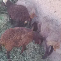 بره نر ماده