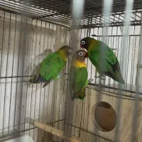 کوتوله|پرنده|قم, باجک یک|دیوار