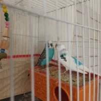 مرغ عشق جفت