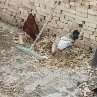 دو  عدد خروس