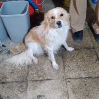 سگ خانگی