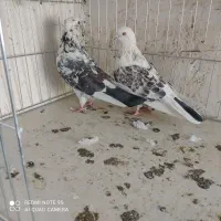 کفتر|پرنده|سیرجان, |دیوار