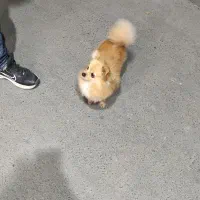 واگذاری سگ پامرریزریز|سگ|مشهد, سعد آباد|دیوار