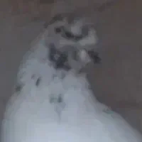 کبوتر باخت رفته