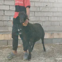 «بره قوچ همو»|حیوانات مزرعه|بجنورد, |دیوار