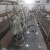 کارگر گاوداری