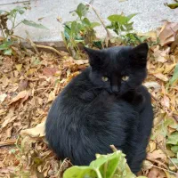 گربه مشکی بامزه وسالم|گربه|مشهد مرغاب, |دیوار