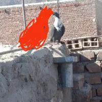 سه تا ماده ریش کاکل|پرنده|خاش, |دیوار