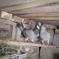 کبوتر گرفته شده