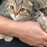 گربه اسکاتیش وبریتیش