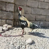 خروس جاوا|حیوانات مزرعه|ایرانشهر, |دیوار