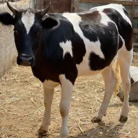 گاو خوش‌خوراک تقریباً یکساله