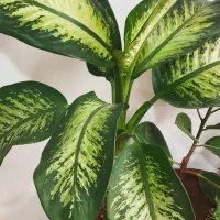 گل گوش فیلی