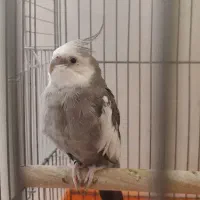 عروس هلندی مولد|پرنده|پاکدشت, پاکدشت (مامازند)|دیوار