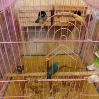 طوطی کوتوله فیشر مولد و فنج|پرنده|قشم, |دیوار