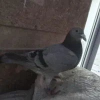 دوبر ماشی