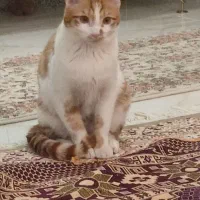 حیوان خانگی