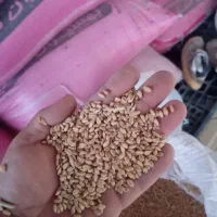 بذر گندم پیشگام تمیز درجه یک چاق