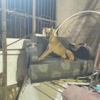 فروش سگ مالینویز