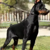 توله ۳ ماهه|سگ|کرج, فاز ۳ مهرشهر|دیوار