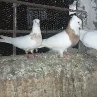 کبوتر طوقی