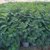 فروش نهال فضای سبز