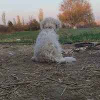 واگذاری اشپیتز بازیگوش بامزه