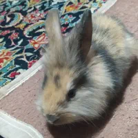 خرگوش لپ از باق حیوانات اصفهان اوردم|موش و خرگوش|گلپایگان, |دیوار