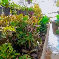 فروش گیاهان آپارتمانی